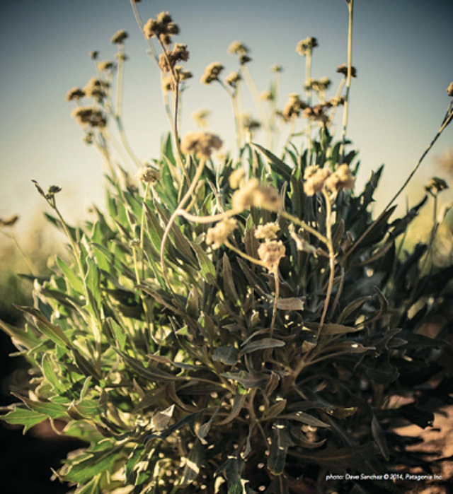 patagonia_mute_r2_r3