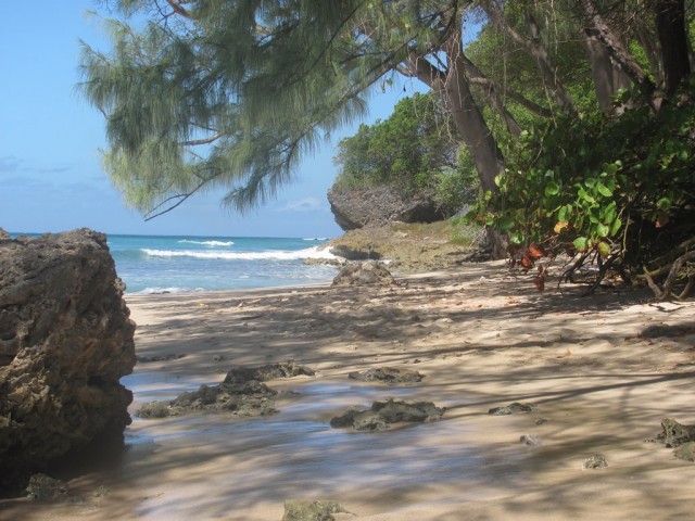 Surf a Barbados 012