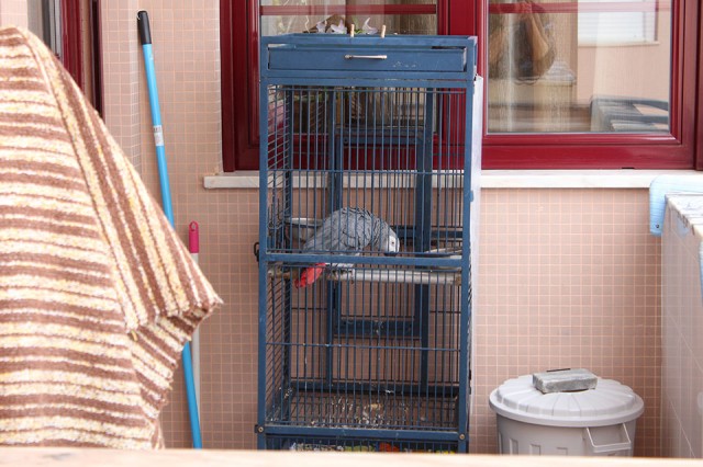 1--Peniche--Il-Pappagallo